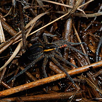 Raft / Swamp / Marsh spider {Dolomedes fimbriatus} female eating damselfly near water.