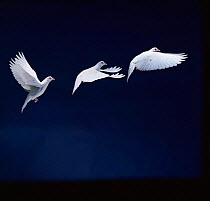 Pigeon garden fantail / Rock dove {Columba livia} flight multiple exposure sequence.