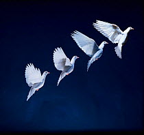 Pigeon garden fantail / Rock dove {Columba livia} flight multiple exposure sequence.