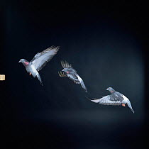 Domestic pigeon / Rock dove {Columba livia} flight multiple exposure sequence, Captive