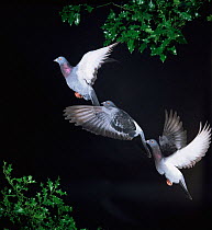 Domestic pigeon / Rock dove {Columba livia} flight multiple exposure sequence. Captive