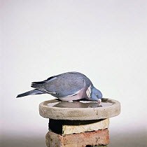Wood pigeon {Columba palumbus} male drinking from birdbath. Captive UK.