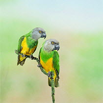 Senegal parrots {Poicephalus senegalus} male female pair. Captive, occur Africa.