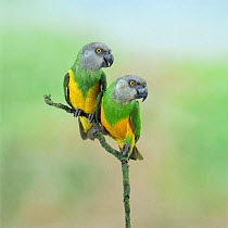 Senegal parrots {Poicephalus senegalus} male female pair, captive, occur Africa.