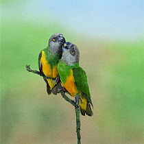 Senegal parrots {Poicephalus senegalus} male-female pair billing, captive, occur Africa.