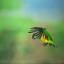 Senegal parrot {Poicephalus senegalus} in flight. Captive, occurs Africa.