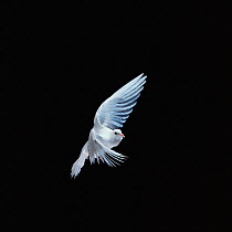 Pigeon-garden fantail / Rock Dove {Columba livia} in flight, Captive, UK.