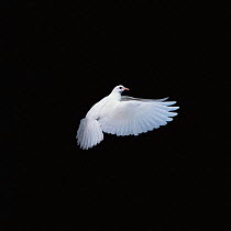 Pigeon-garden fantail / Rock Dove {Columba livia} in flight. Captive