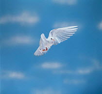 Pigeon-garden fantail / Rock Dove {Columba livia} in flight, captive