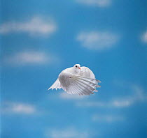 Pigeon-garden fantail / Rock Dove {Columba livia} in flight, Captive