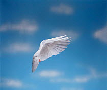 Pigeon-garden fantail / Rock Dove {Columba livia} flying. Captive. UK.