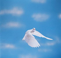 Pigeon-garden fantail / Rock Dove {Columba livia} in flight, Captive