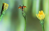 Eyed ladybird {Adalia ocellata} taking off. UK.