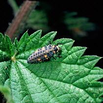 Seven-spot ladybird {Coccinella septempunctata} larva on nettle leaf, UK.