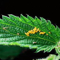Seven-spot ladybird {Coccinella septempunctata} eggs on nettle leaf. UK.
