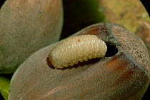 Nut weevil {Curculionoidae} larva emerging from hazel nut. UK.