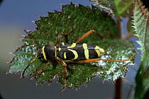 Wasp beetle {Clytus arietus} at rest on nettle leaf. UK.