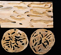 Cross-section of excavations made by Wasp beetle {Clytus arietus} larvae in Oak branch UK