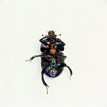 Dor beetle {Geotrupes vernalis} with phoretic mites, UK.