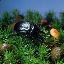 Dor beetle {Typhaeus typhoeus} male with rabbit dropping / pellet. UK.