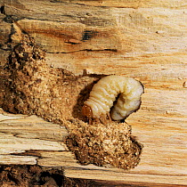 Stag beetle {Lucanus cervus} larva in Holly tree stump, UK.