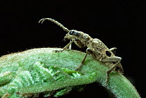 Wood-boring / Longhorn beetle {Rhagium mordax} on bracken. UK.