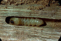 Wood-boring / Longhorn beetle {Rhagium mordax} pupa in Oak wood. UK.