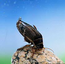 Great diving beetle {Dytiscus marginalis} female underwater on rock, UK.