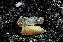 Garden chafer beetle {Phyllopertha horticola} pupa and cast larval skin. UK.