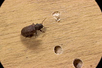 Furniture beetle {Anobium punctatum} next to its hole in plywood. UK.