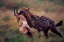 Spotted hyaena {Crocuta crocuta} running with dead gazelle in jaws. Kenya.