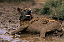 Spotted hyaena {Crocuta crocuta} bathing in muddy water. Tanzania.
