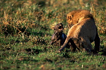 Spotted hyaena {Crocuta crocuta} defending itself from male lion {Panthera leo} Kenya.