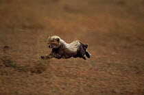 Cheetah cub {Acinonyx jubatus} cub running. Masai mara, Kenya