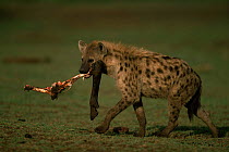 Spotted hyaena {Crocuta crocuta} carrying a hind leg in its jaws. Masai Mara, Kenya.