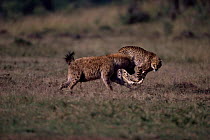 Cheetah {Acinonyx jubatus} harassing Spotted hyaena {Crocuta crocuta} Kenya
