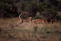 Two cheetah harassing Spotted hyaena {Crocuta crocuta} Kenya.