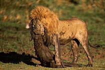 African lion {Panthera leo} with dead Spotted hyaena {Crocuta crocuta} in jaws. Kenya