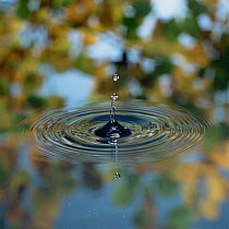 Water droplet splashing onto pond surface and making concentric rings / ripples