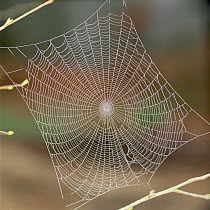 RF- Spiders web covered in morning dew. (This image may be licensed either as rights managed or royalty free.)