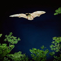 RF- Serotine bat (Vespertilio serotinus) in flight above Hogweed. Captive, UK. (This image may be licensed either as rights managed or royalty free.)