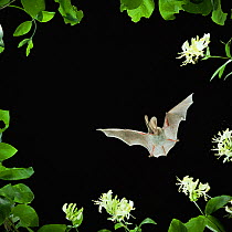 RF- Long eared bat (Plecotus auritus) flying by Honeysuckle flowers, captive, UK. (This image may be licensed either as rights managed or royalty free.)