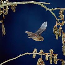 Pipistrelle bat {Pipistrellus pipistrellus} flying past poplar catkins. Captive, UK.
