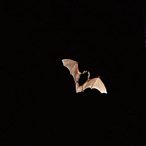 Pipistrelle bat {Pipistrellus pipistrellus} in flight, Captive, UK.