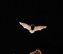 Pipistrelle bat {Pipistrellus pipistrellus} in flight. Captive, UK.