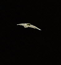 Pipistrelle bat {Pipistrellus pipistrellus} in flight. Captive, UK.