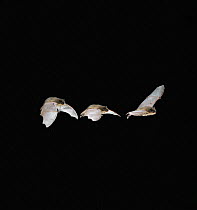 Pipistrelle bat {Pipistrellus pipistrellus} multiple exposure flight sequence. Captive, UK.