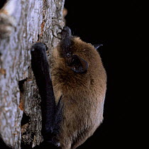 Pipistrelle bat {Pipistrellus pipistrellus} resting on tree trunk. Captive, UK.