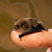 Rescued Pipistrelle bat {Pipistrellus pipistrellus} on human finger. Captive, UK.