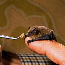 Rescued Pipistrelle bat {Pipistrellus pipistrellus} fed on human finger. UK.